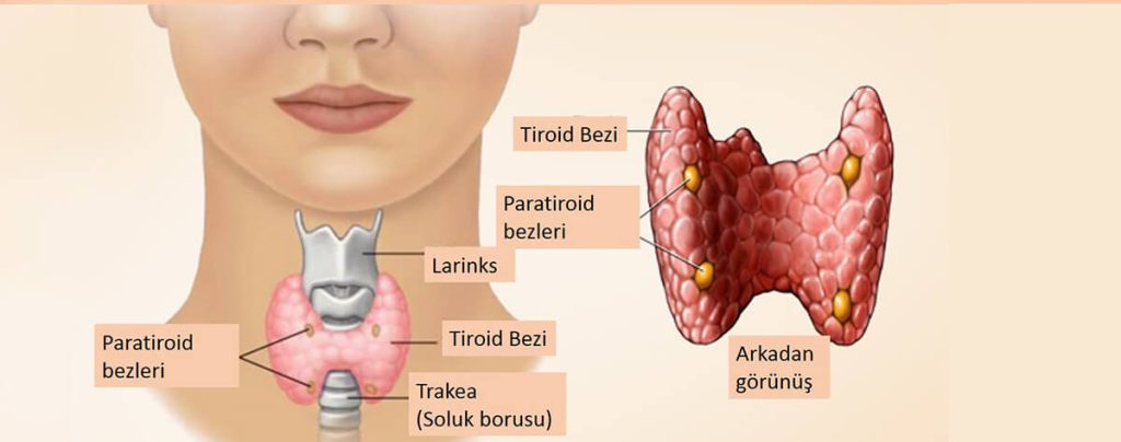 tiroid hastalıkları bilinmesi gerekenler